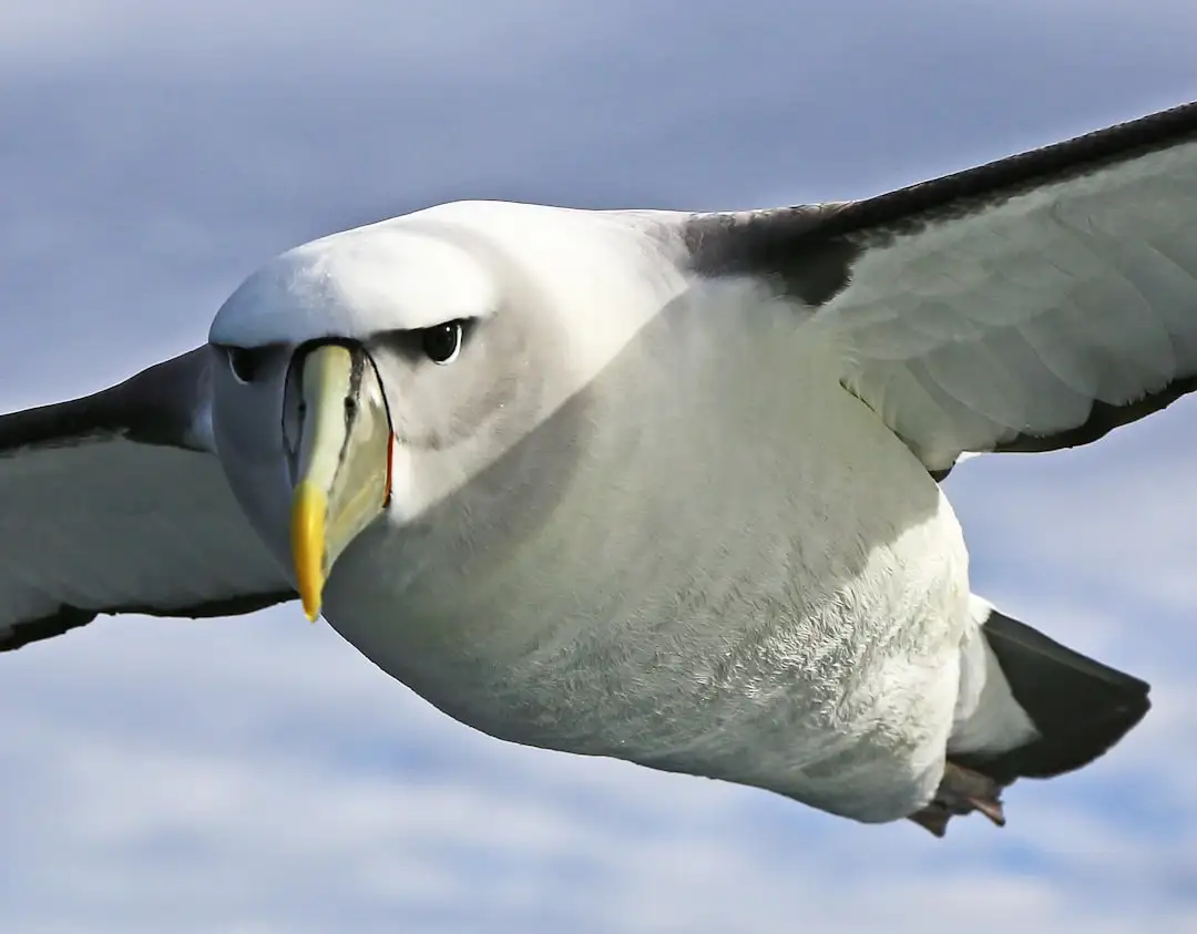 Analyse de poème romantique : L'Albatros de Charles Baudelaire